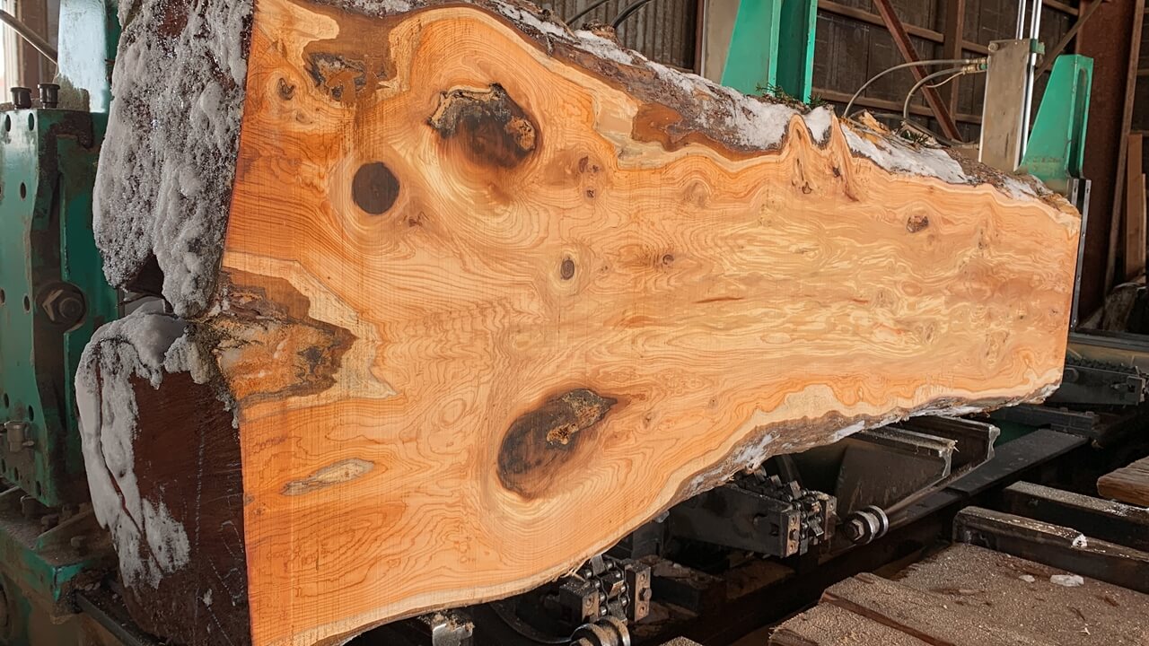 ひとめ惚れ二股イチイ原木から製材された一枚板【在庫あり イチイ一枚板【岩手】1240×470~680×42㎜ PCデスク・ソファーテーブルにも】