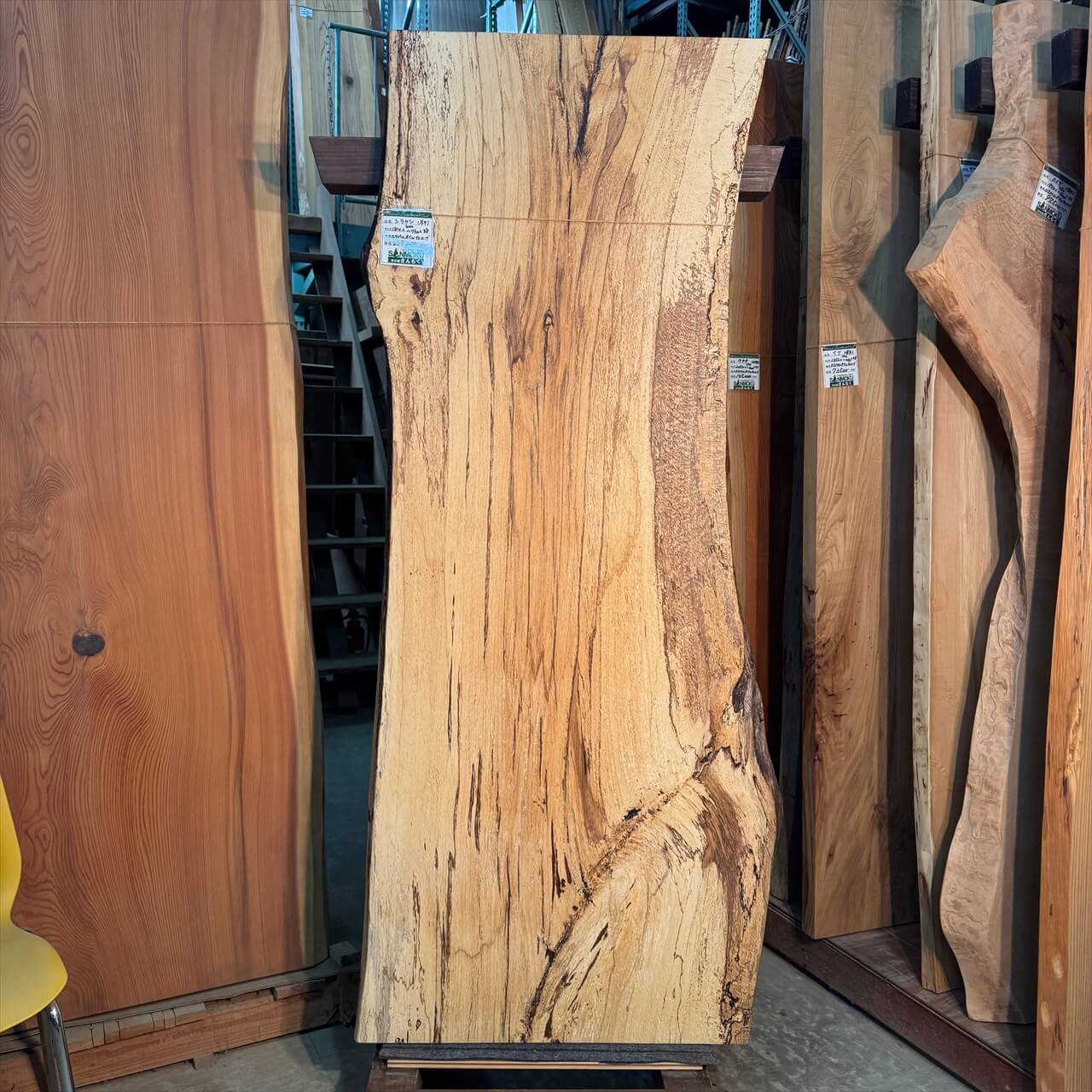 シラカシ一枚板【岩手】1810×600~730×38㎜【オイル塗装 仕上げ済み】